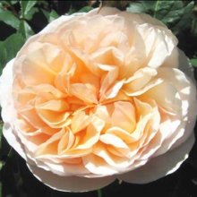Picture of Abigail Rose-Rose (8000)