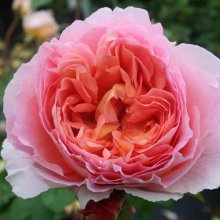 Abraham Darby Std 80cm-Rose Picture of Abraham Darby Std 80cm-Rose (12)