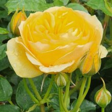 Picture of Absolutely Fabulous Std 45cm Single Bud-Rose (31113)