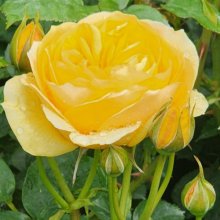 Picture of Absolutely Fabulous Std 45cm-Rose (29374)