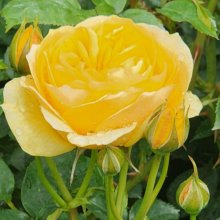 Picture of Absolutely Fabulous Std 80cm-Rose (6432)