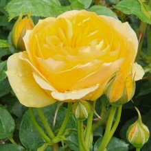 Picture of Absolutely Fabulous-Rose (6312)