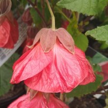 Picture of Abutilon Ashford Red (29227)