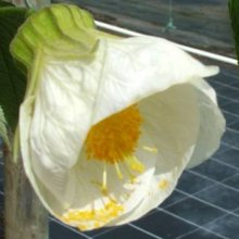 Picture of Abutilon Bowl of Snow (29733)