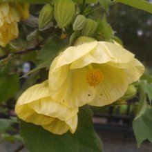Picture of Abutilon Buttermilk (29228)