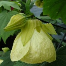 Picture of Abutilon Cream Delight (29229)