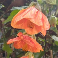 Picture of Abutilon Defiance (29230)