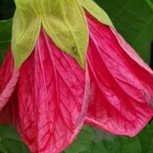 Picture of Abutilon Hot Pink (13)
