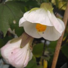Picture of Abutilon Moon White (29231)