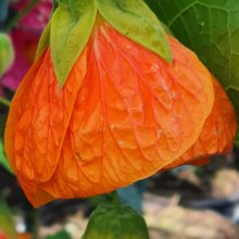 Abutilon Orange Picture of Abutilon Orange (7137)
