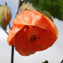 Abutilon Peach Picture of Abutilon Peach (29734)