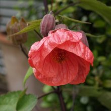 Abutilon Red Picture of Abutilon Red (15)