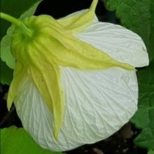 Abutilon White Picture of Abutilon White (17)