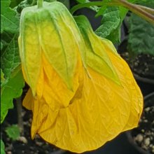 Abutilon Yellow Picture of Abutilon Yellow (7106)