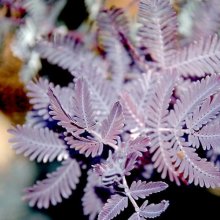 Picture of Acacia Baileyana Purpurea (8092)