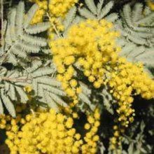 Picture of Acacia Baileyana (7950)