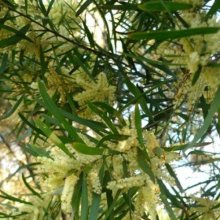 Picture of Acacia Floribunda (9077)