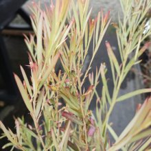 Picture of Acacia Iteaphylla (29711)