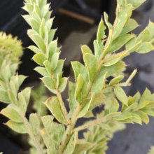 Acacia Vestita Picture of Acacia Vestita (29719)