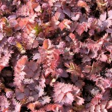 Picture of Acaena Purpurea (22)