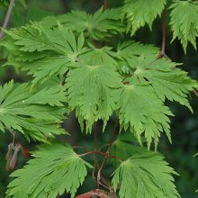 Picture of Acer Acontifolium L/W (26)