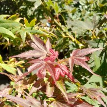 Picture of Acer Aratama H/W (27)