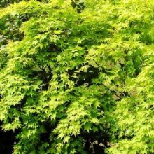 Picture of Acer Aureum H/W (12164)