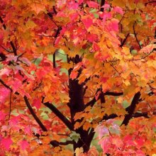 Acer Rubrum Autumn Glory Picture of Acer Rubrum Autumn Glory (6399)