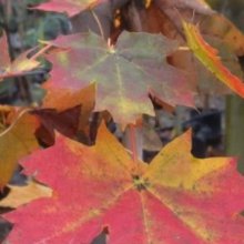 Picture of Acer Autumn Red  (10987)