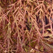 Acer Baldsmith H/W Picture of Acer Baldsmith H/W (9612)