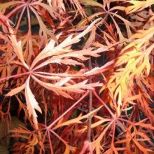 Picture of Acer Baldsmith L/W (48)