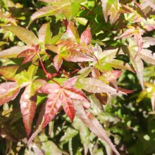 Acer Beni Hime H/W Picture of Acer Beni Hime H/W (28577)