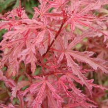 Picture of Acer Beni Komachi H/W  (29613)