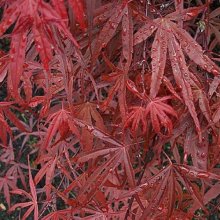 Picture of Acer Beni Otake (8742)