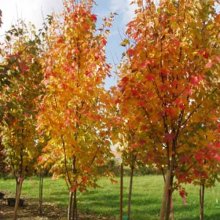 Acer Bowhall Picture of Acer Bowhall (5878)