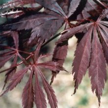 Acer Burgundy Lace Picture of Acer Burgundy Lace (45)