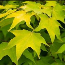 Picture of Acer Aureum ML (12017)