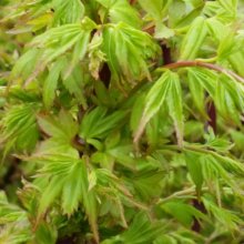 Acer Coonara Pygmy H/W Picture of Acer Coonara Pygmy H/W (8923)