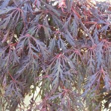 Acer Crimson Princess H/W Picture of Acer Crimson Princess H/W (51)