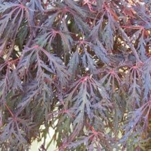 Acer Crimson Princess Picture of Acer Crimson Princess (8752)
