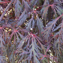 Acer Crimson Queen Dwarf Picture of Acer Crimson Queen Dwarf (31153)