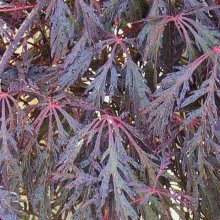 Acer Crimson Queen Picture of Acer Crimson Queen (54)