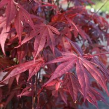 Acer Fire Glow Picture of Acer Fire Glow (57)