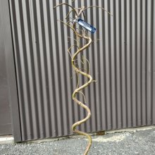 Picture of Acer Flavescens (Twist) (30759)