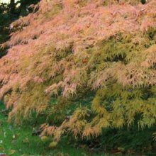 Acer Flavescens H/W Picture of Acer Flavescens H/W (12178)