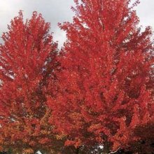 Acer Freemanii Jeffersred Picture of Acer Freemanii Jeffersred (9344)