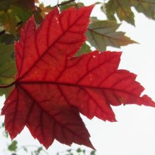 Acer Freemanii Picture of Acer Freemanii (10531)