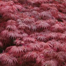 Acer Garnet H/W Picture of Acer Garnet H/W (10465)