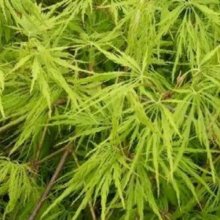 Acer Green Cascade Picture of Acer Green Cascade (11077)