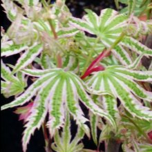 Acer Hogyoku Picture of Acer Hogyoku (78)